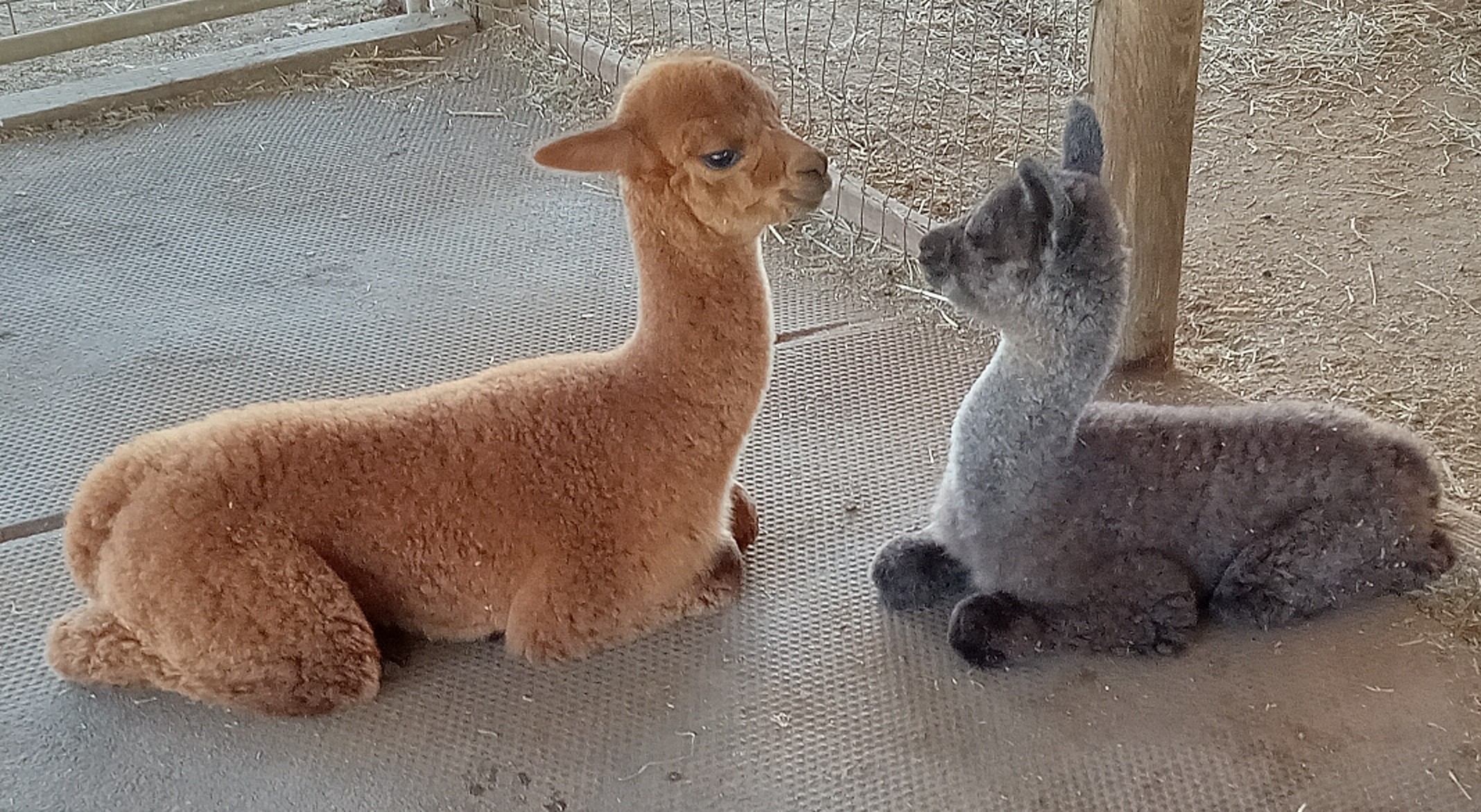 Odette on the right with her sister Ophelia